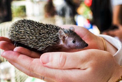 Porcupine at YeboGogga 2017